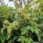 Humulus scandens 花