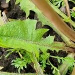 Taraxacum campylodes برگ