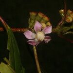 Blakea multiflora Flower