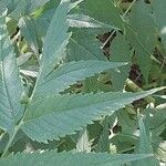 Datisca cannabina Leaf