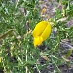 Adenocarpus telonensis 花