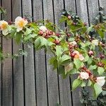Stewartia rostrata Flor