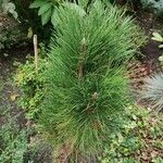 Pinus nigra Folha