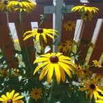 Rudbeckia fulgidaFloare