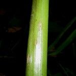 Spananthe paniculata 樹皮