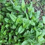 Mentha x piperita L.পাতা