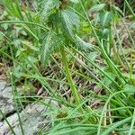 Lamium bifidum Habitus