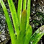 Eriocaulon parkeri 葉