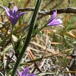 Campanula rapunculusFlor