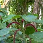 Acalypha hispida Іншае