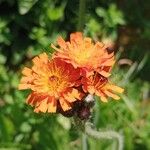 Pilosella aurantiaca Λουλούδι