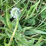 Hypochaeris radicata Frucht