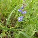 Scutellaria drummondii Yeri