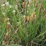 Carex nigra List