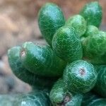 Sedum hernandezii List