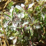 Nigella fumariifolia