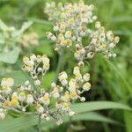 Helichrysum panduratum