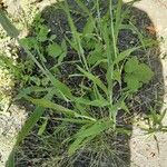 Triticum aestivum Habit
