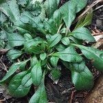 Myosotis sylvatica Habit