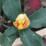 Costus pictus Flors