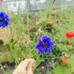 Centaurea sulphurea Flor