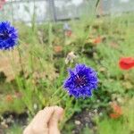 Centaurea sulphurea Fleur