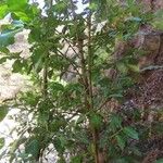 Garcinia livingstonei Levél