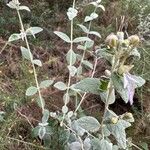 Teucrium fruticansКветка