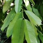 Garcinia xanthochymus Leaf