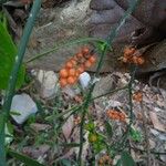 Phoradendron quadrangulare Fruit