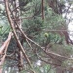 Araucaria cunninghamii Folha