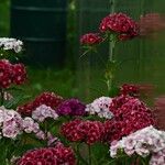 Dianthus barbatus整株植物