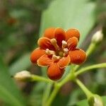 Bonellia macrocarpa Flor