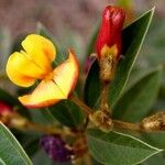 Cajanus cajan Flower