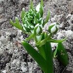 Ornithogalum balansae Alkat (teljes növény)