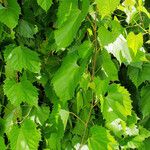 Vitis vulpina Φύλλο