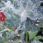 Crambe maritima Blad