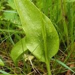 Ophioglossum vulgatum Blad