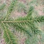 Araucaria angustifolia Hoja