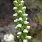 Gomphichis bogotensis Flor