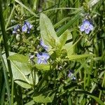 Veronica americana Habitat