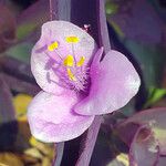 Tradescantia crassifolia Flower