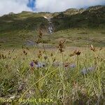 Carex ericetorum Habitatea