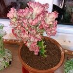 Euphorbia lactea Kwiat