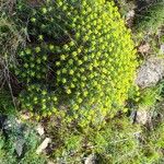 Euphorbia spinosa Habitus