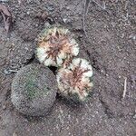 Treculia africana Fruit