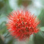 Combretum constrictum Flower