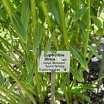 Euphorbia illirica Bark