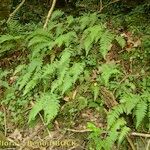 Thelypteris pozoi Habit