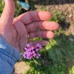 Verbena bonariensisKvet